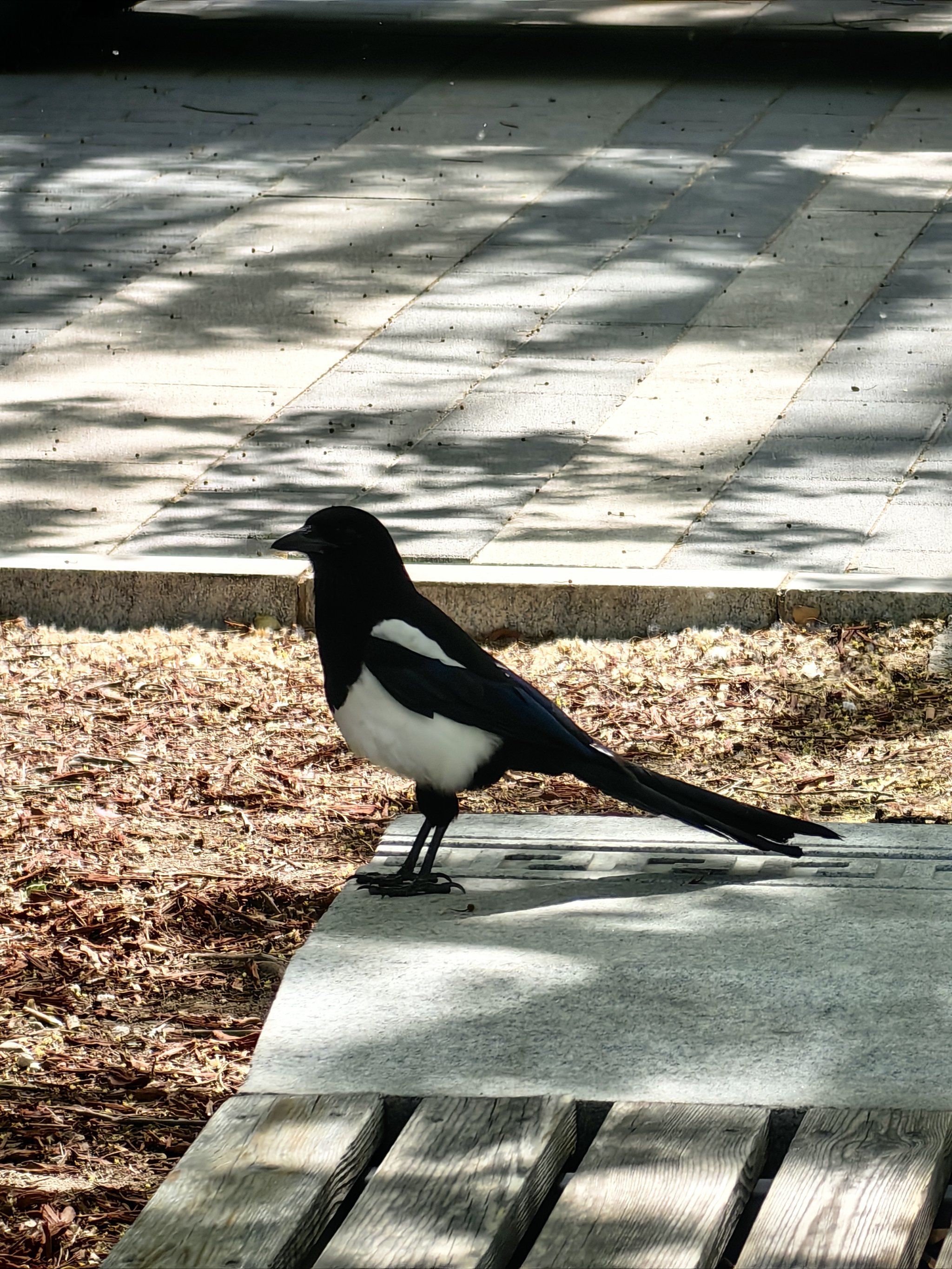 两只可爱的花喜鹊🐦🐦