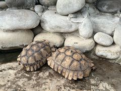 -南宫五洲植物乐园