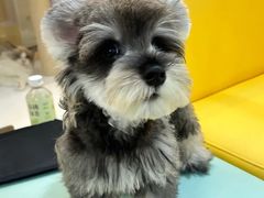 -翊宠yipet猫狗购宠庄园犬舍•猫舍