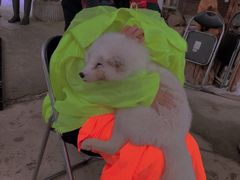 -宫城藏王狐狸村