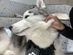 -Husky Go!哈士奇体验馆·宠物咖啡厅狗咖