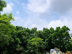 -银湖山郊野公园-相思林