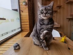 -猫的茶·猫咖