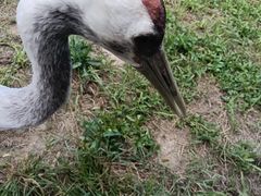 -盐城丹顶鹤湿地生态旅游区