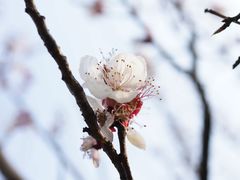 -香雪海