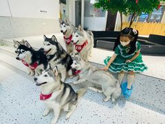 -Husky Go!哈士奇体验馆·宠物咖啡厅狗咖
