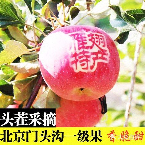 十一，来门头沟爬山、摘苹果