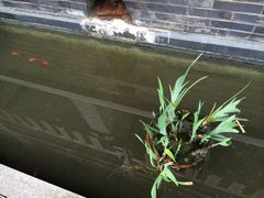 -鸿恩陶然大观园