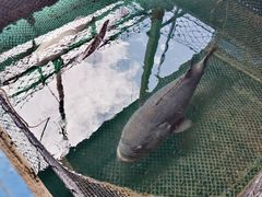 -蓝湾碧波·老字号·疍家非遗海上餐厅