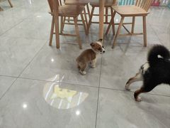 -柴犬小屋·柴餐厅·狗咖食堂(金鼎广场店)