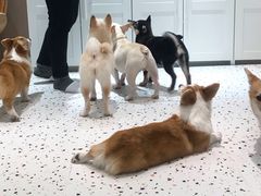 -米宠家·撸猫猫咖小萌宠·猫咪洗澡·猫咪寄养(高新大都荟店)