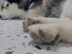 -Husky Go!哈士奇体验馆·宠物咖啡厅狗咖