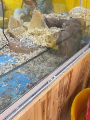 -神奇动物撸宠馆·羊驼·小浣熊·异宠(豫园店)