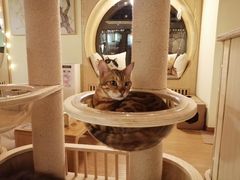 -猫和宫(六道口店)