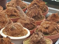 -金马仑薰衣草花园(Cameron Lavender)