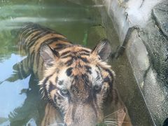 -深圳野生动物园