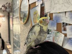 -吉丁鸟咖·异宠·寄养