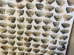 -天正河鲀·河豚亭(大连店)