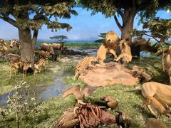 -国家自然博物馆