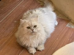 -猫小院猫主题咖啡厅(北锣店)