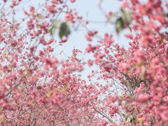 -中国科学院华南植物园