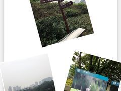 -重庆彩云湖湿地公园