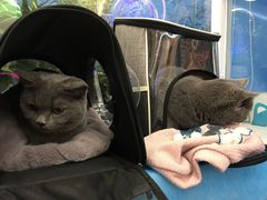 -纳吉亚猫专科动物医院·北北分院