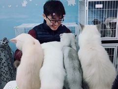 -喵的天空名猫咖啡馆·撸猫·猫舍·用品