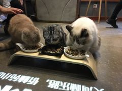 -咖法森林·咖啡  酒吧(天河店)