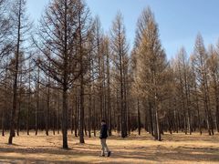 -塞罕坝国家级自然保护区