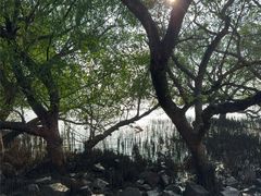 -宝安西湾红树林湿地公园