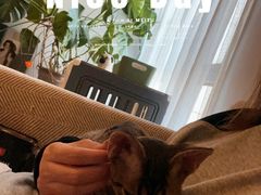 -momokira米努特·德文卷毛猫·棉花面纱犬