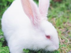 -八大山人梅湖景区