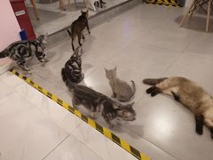 -三花喵·撸猫购宠·宠物生活馆(虹桥南丰城店)
