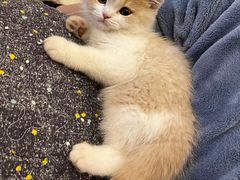 -小猫来了·猫舍(红山六九七九店)