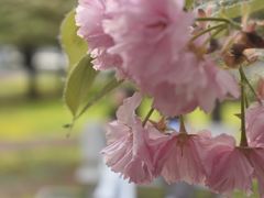 -石家庄市植物园