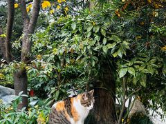 -龙华素斋(龙华路店)