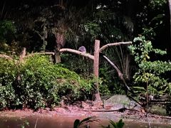 -夜间野生动物园