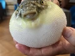 -肆月河豚·新淮扬(金融街店)