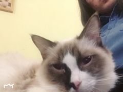 -猫色咖啡·猫咖