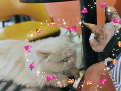-猫色咖啡·猫咖