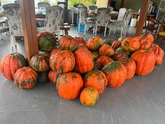 -清雅臻品·竹林院落·新派青岛菜(崂山店)