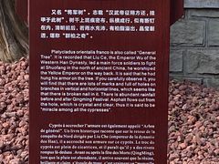 -黄帝陵