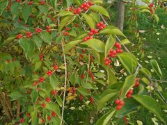 -南宫五洲植物乐园