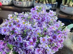 -双季花艺园艺市场(浦东店)