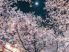 -武汉大学-樱园