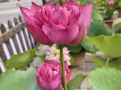 -莲花池公园