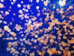 -成都浩海立方海洋公园