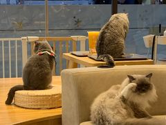 -啵啵喵·猫咖(攀华国际店)