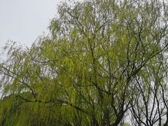 -昆山城市生态森林公园